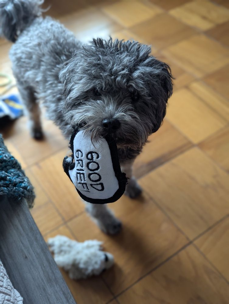 Black and silver Aussiedoodle holding a toy in his mouth that says "good grief!" 