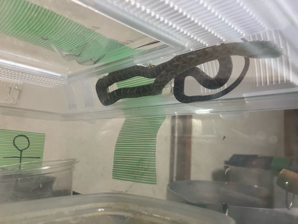 爬虫類　蛇　ヘビ　アオダイショウ　アルビノヘテロ