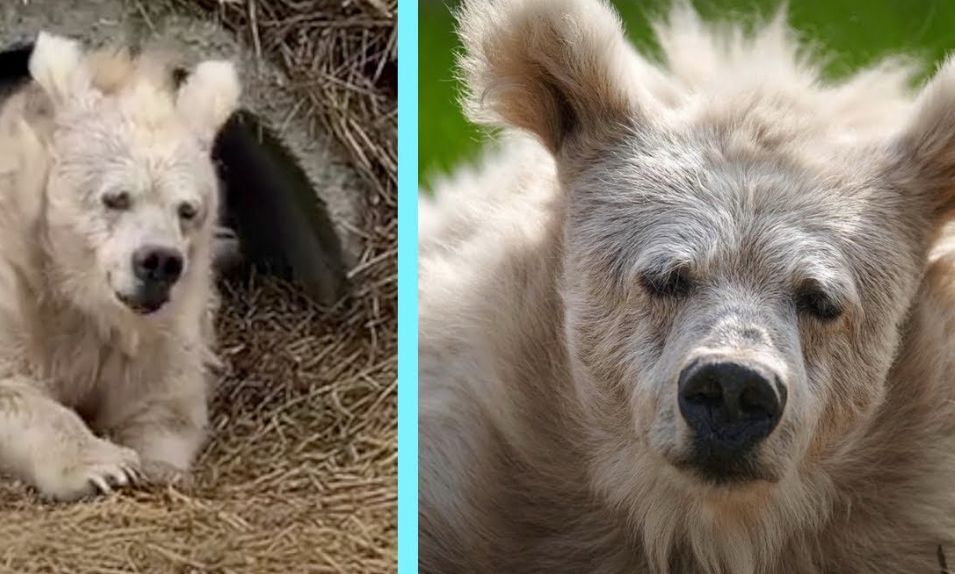 Tired bear coming out of hibernation