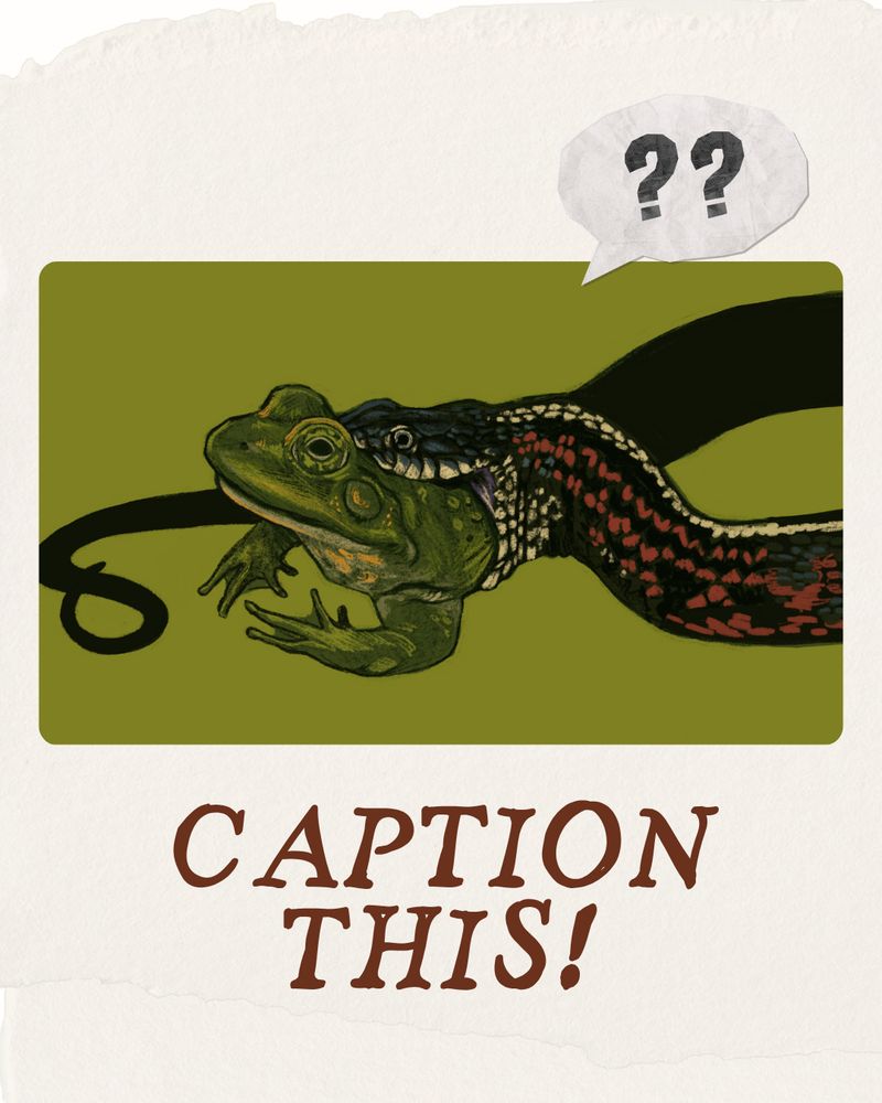 Illustration of a black and red snake with a dark green frog in its mouth. The front half of the frog is sticking out with a blank look on its face. The background is olive green. Above the illustration is a speech bubble that says "??" and below reads "CAPTION THIS!"