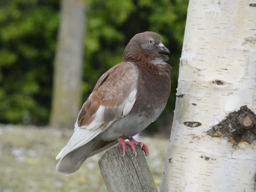A pigeon perching on a wooden supporting post attached to a young tree.