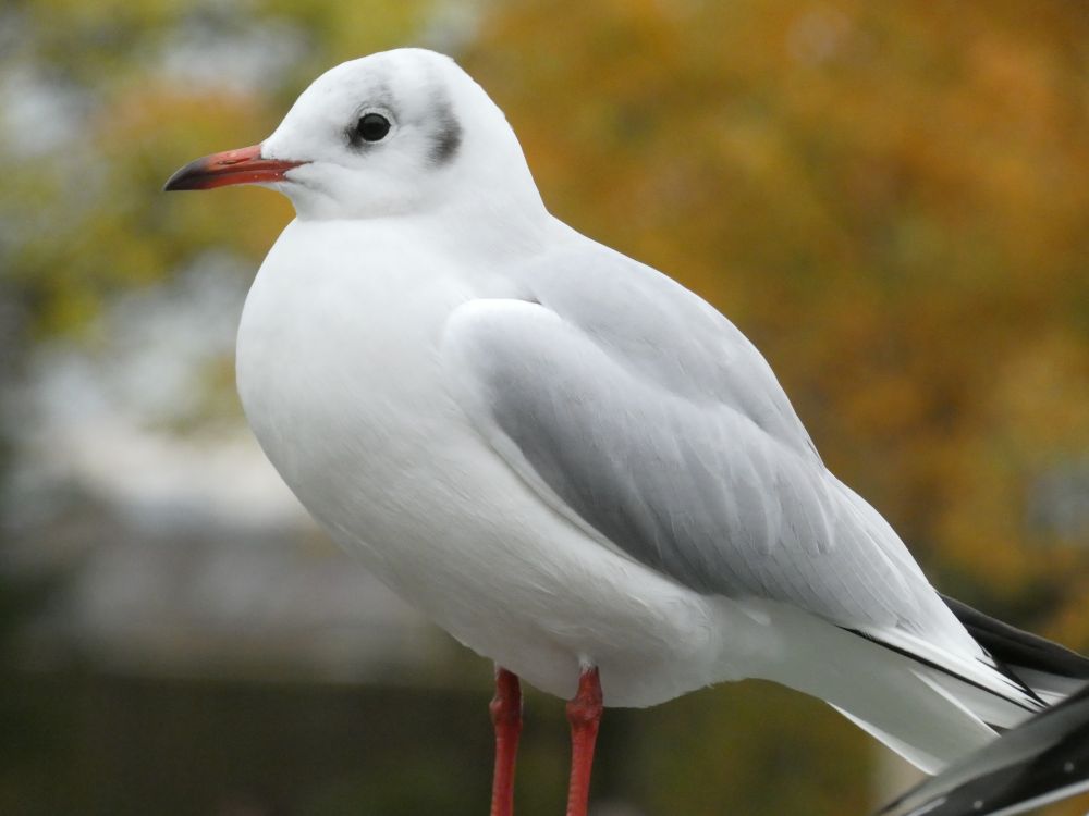 lower angle view of a black-headed gull flanked by autumn trees