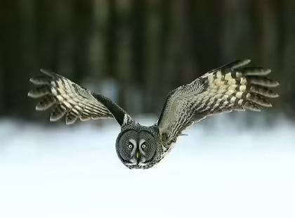 This superb owl is on its way to Sunday brunch.