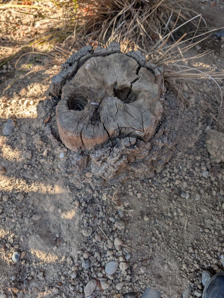 Stump that looks like a skull.