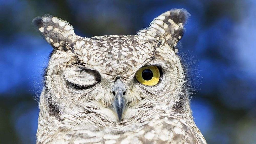 Winking superb owl