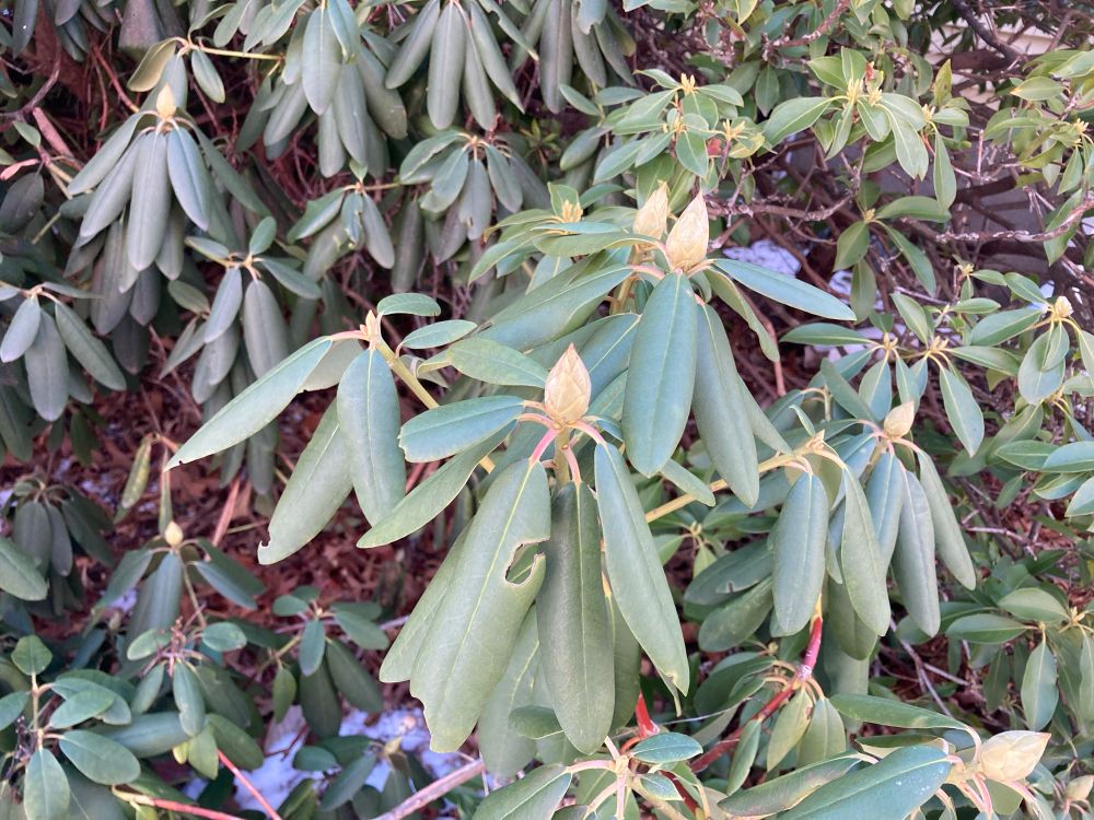 Rododendron buds