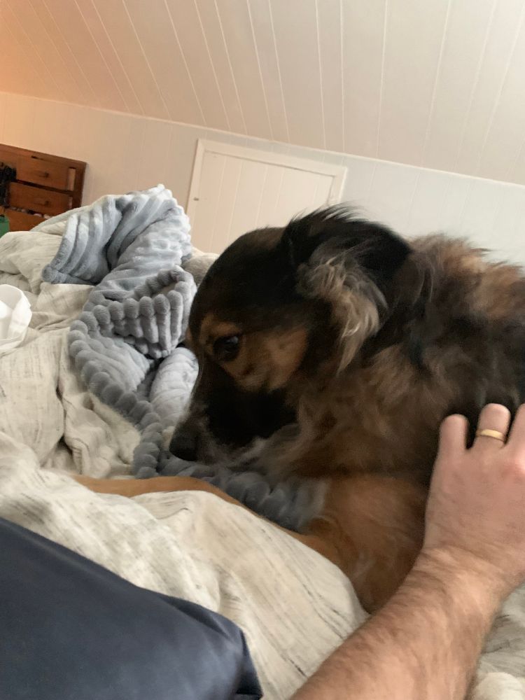 Very cute brown dog on a bed avoiding eye contact with the camera