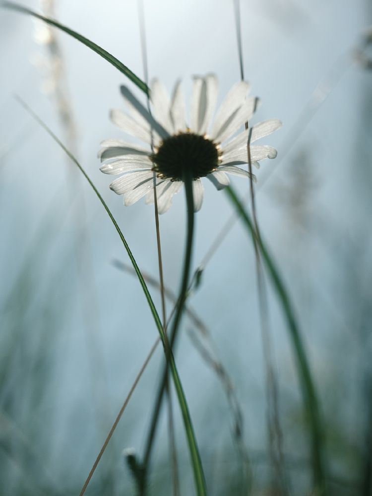 Backlit white daisy viewed from below, with soft sunlight illuminating its petals through tall blades of grass. The background is a dreamy, pale blue blur that enhances the delicate and serene atmosphere.