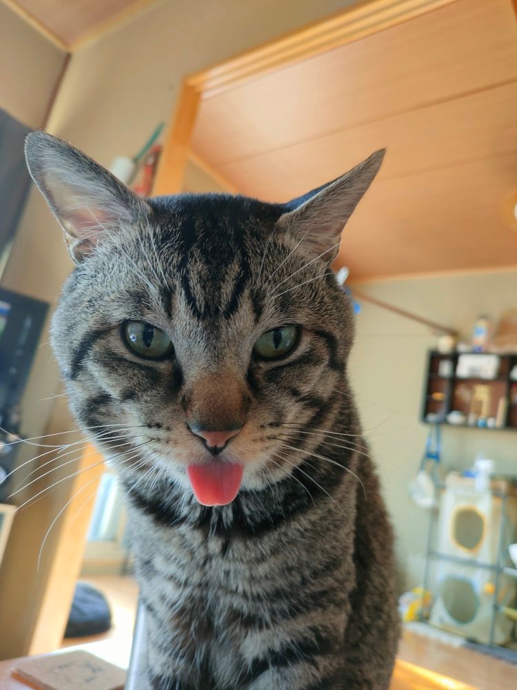 朝からいい舌出してるねこ
