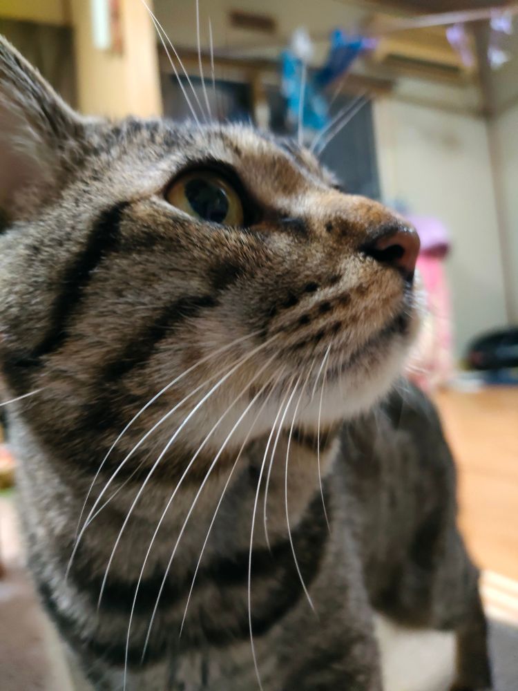 追加のお誕生日オヤツを見つめてるねこ。