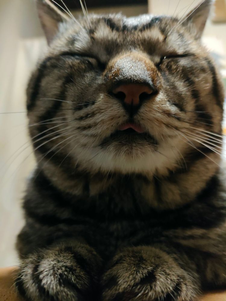 満足！！恍惚な表情のねこ！