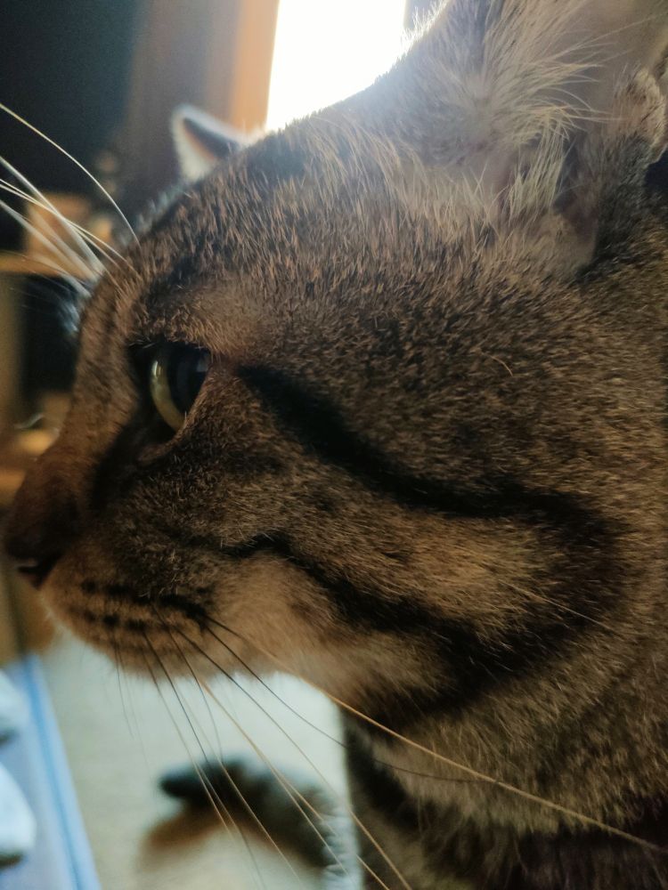 今まで撮ってなかった、ねこの横顔！