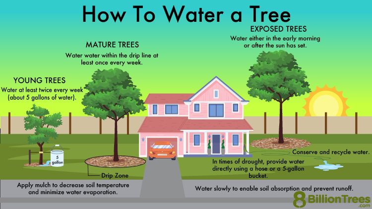 A graphic showing "How to Water a Tree" 

Young Trees: water at least twice every week (about 5 gallons of water)

Mature Trees: Water within the drop line at least once every week

Exposed trees: Water either in the early morning of after the sun has set

Apply mulch to decrease soil temperature and minimize water evaporation

In times of drought, provide water directly using a hose or a 5-gallon bucket.

Water slowly to enable soil absorption and prevent run-off

Conserve and recycle water