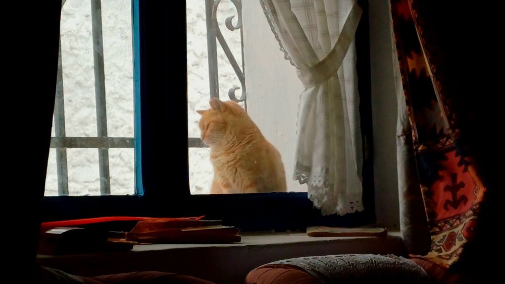 Tarde de lluvia. Fotografía de una ventana en la que se observa a un gato sentado en el alféizar exterior, resguardado de la lluvia.