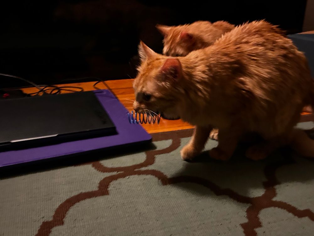 Merry, an orange cat with fluffy fur, holding a blue toy spring in his little mouth