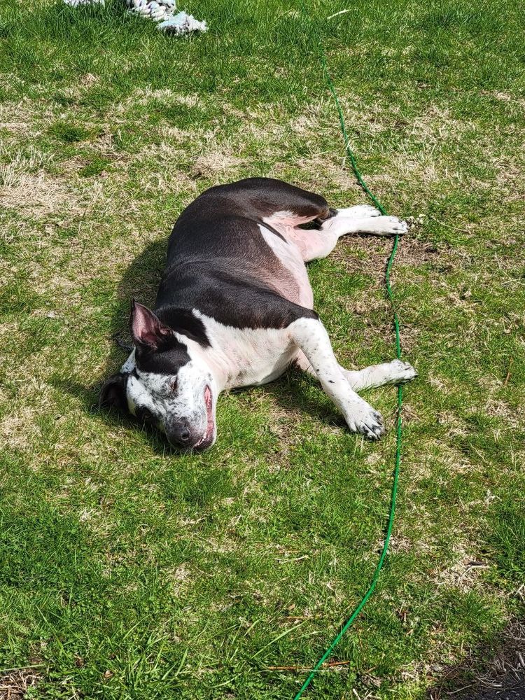 Mixed breed black and white medium dog named Bruno, enjoying a flop on the lawn in the sun. 