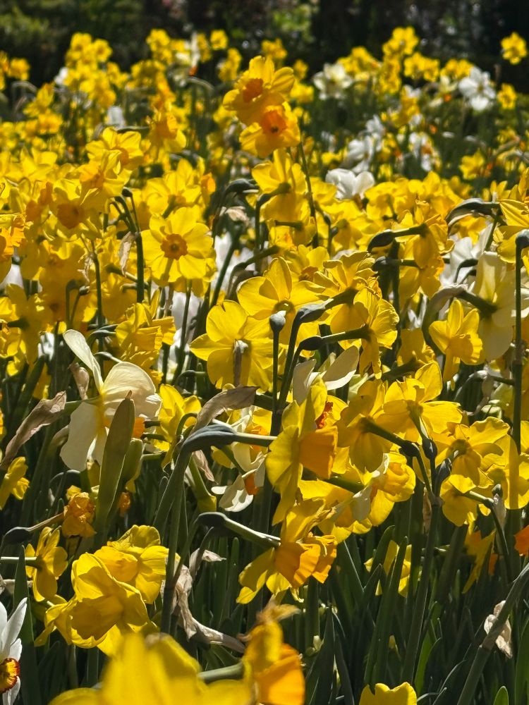 White, yellow and orange Daffodils in a sunny spring day.