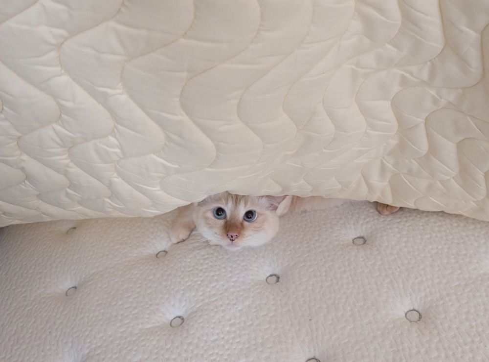 敷きパッドをめくると出てきた猫の写真