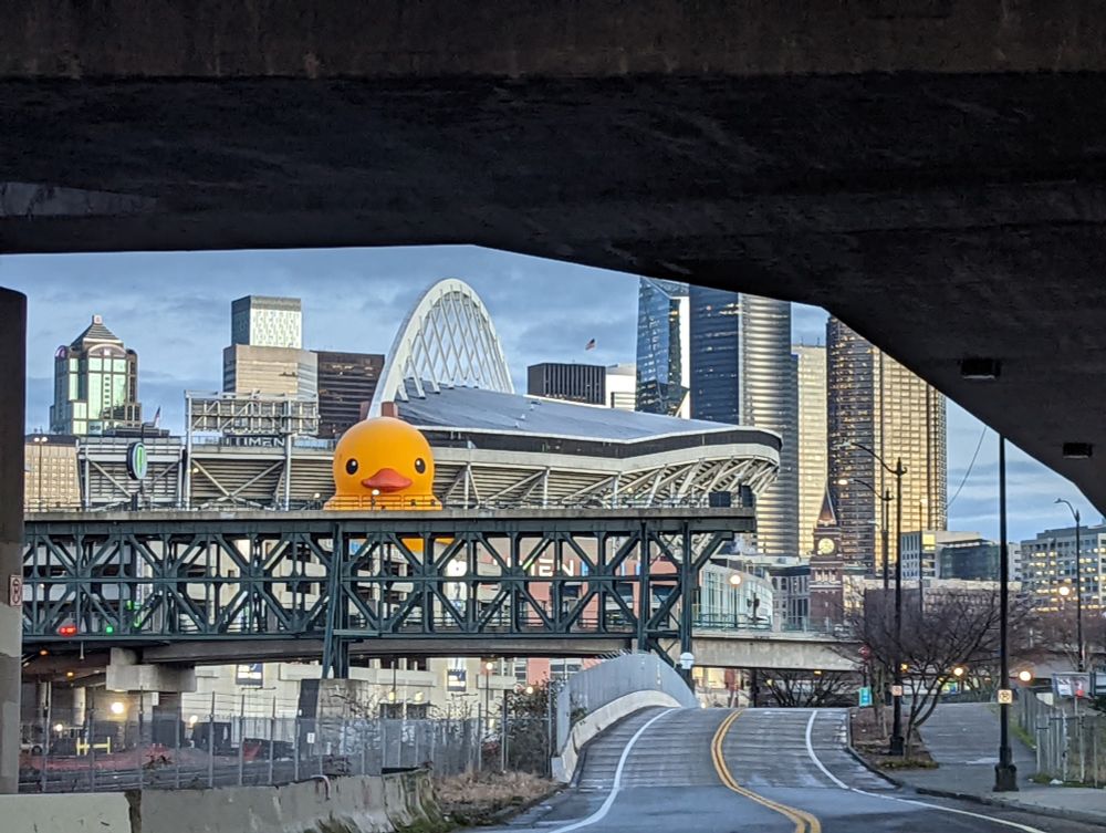 A giant yellow duck, rising up from a stadium, in the middle of SoDo Seattle