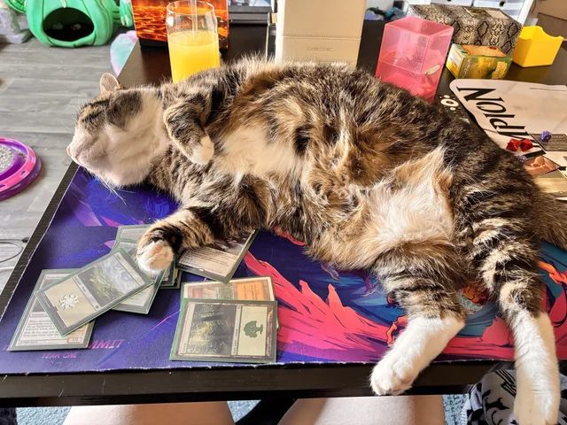 A cat lying on a game playmat with some magic cards