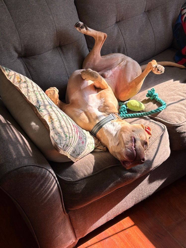 My large dog lying on a brown couch on his back with his legs in the air. 