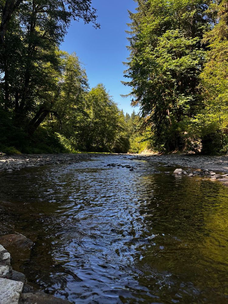 A view upriver with gravel beds and large trees on either side.