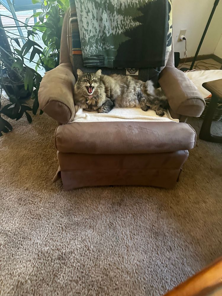 A cat sitting in a chair while screaming.