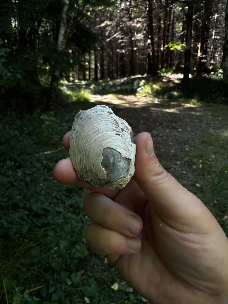 A fossil clam. The shell has not fossilized but the inside did.