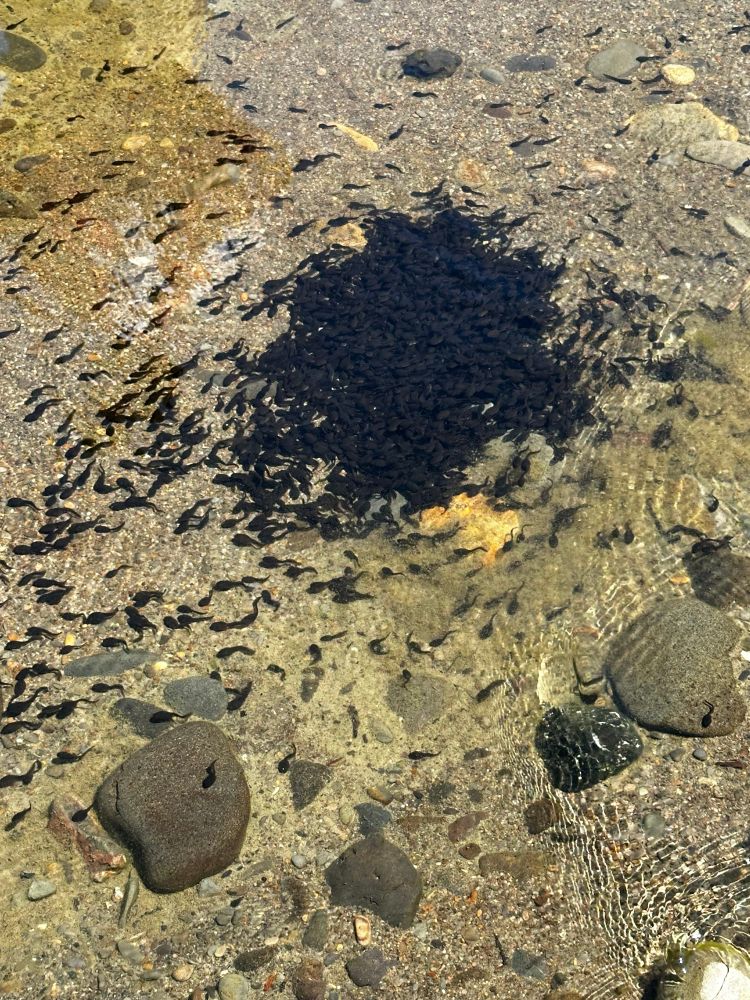 A group of toad tadpoles.