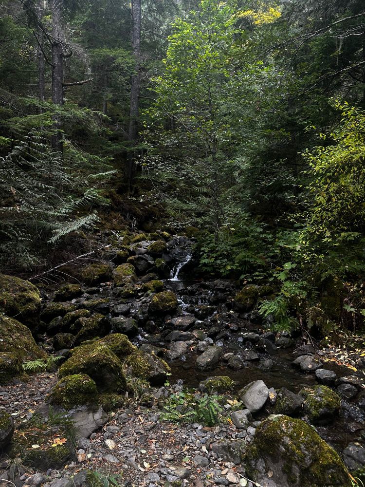 A creek in the woods.