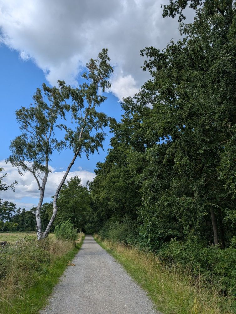Weg mit Bäumen 