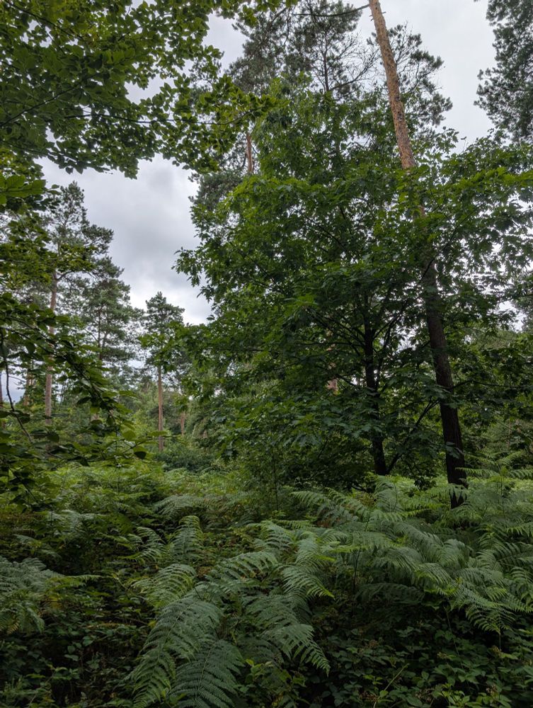 Waldvegetation
