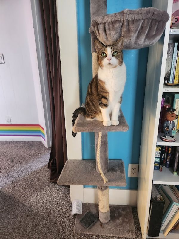 A grey cat tree with three levels. The first two are flat platforms. The third level is cup-shaped, intended as a cat bed. There is a stripy-and-white cat with big green eyes on the second level, staring intently at the camera. She wants something. Probably your soul. But she might settle for treats. 