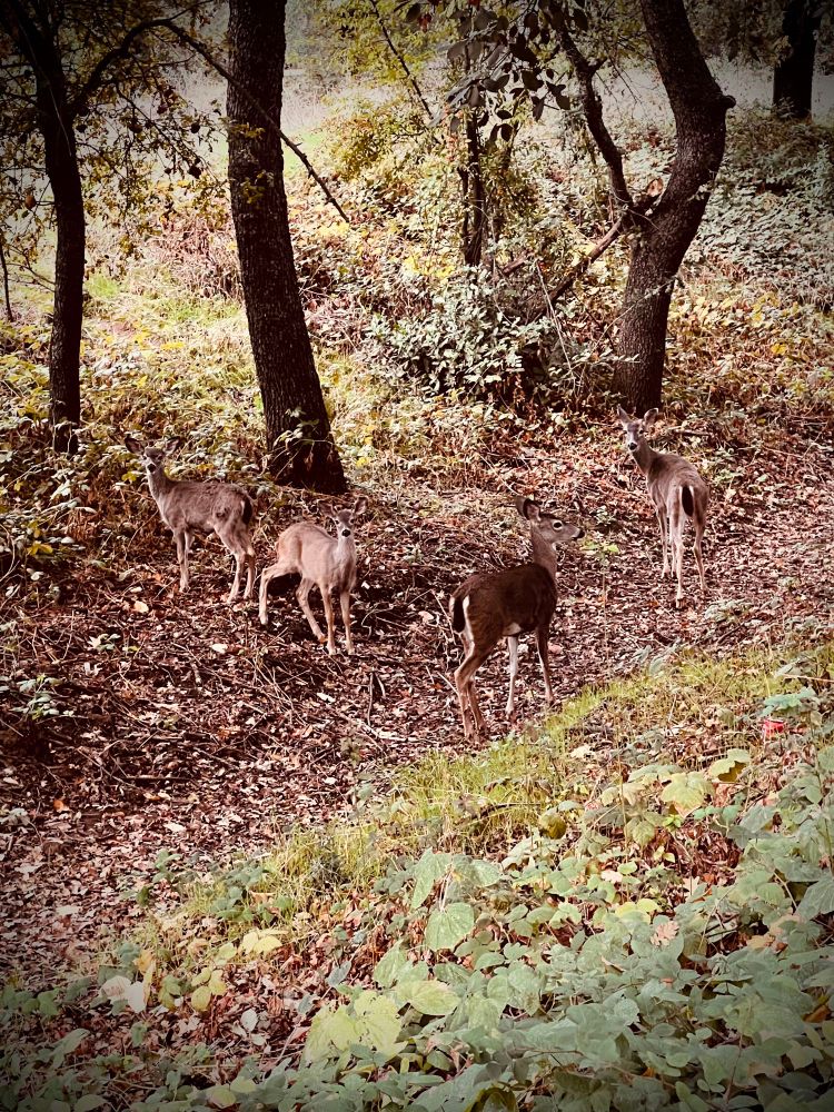Four deer in various poses of “wth” as I walked by. They were down in a spillway, so the light level was not ideal. 