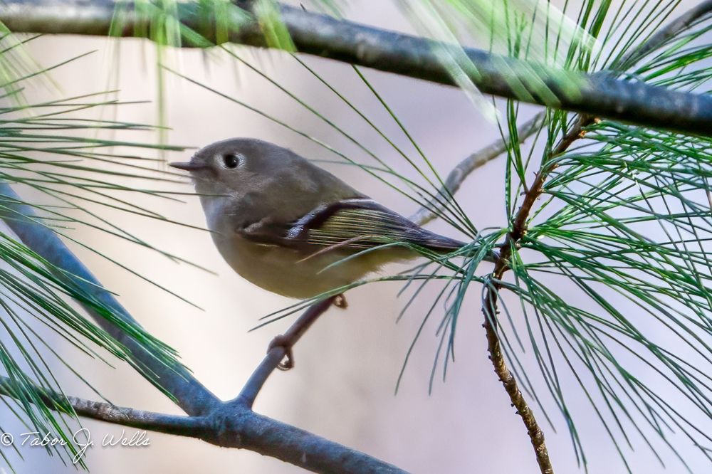 Ruby-crowned Kinglet, Cold Spring Park, Newton MA