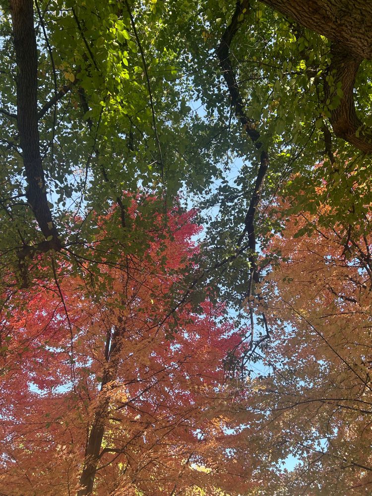 Looking up to a canopy of leaves in a Toronto park. Red and orange are probably sugar maple, not sure about the green leaves but the tree is huge. 