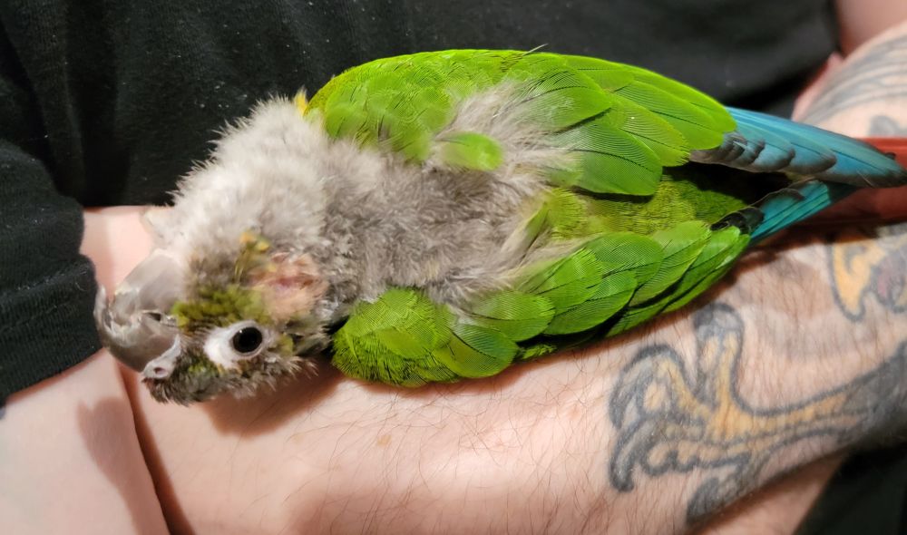 A crusty old greencheek conure lays against a forearm and looks at the camera with her head upside down.