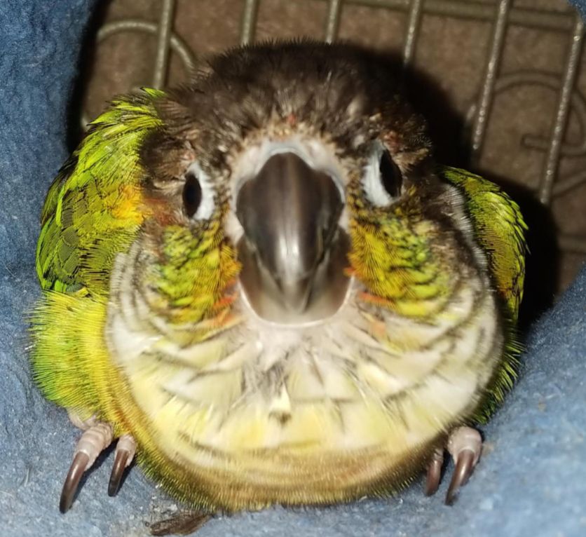 An angry little greencheek conure hiding in her hole.