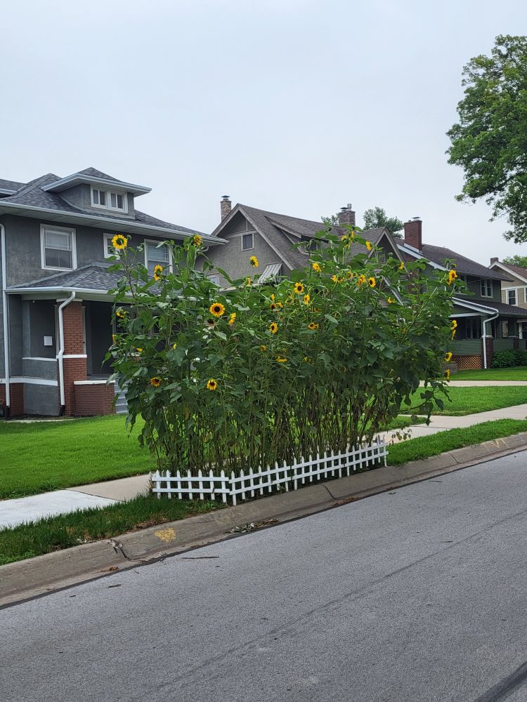 Picture of a patch of very beautiful sunflowers