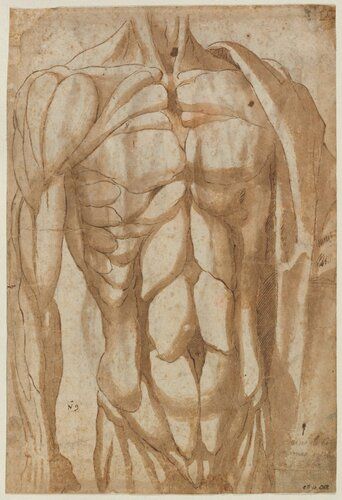 Study of a Flayed Torso