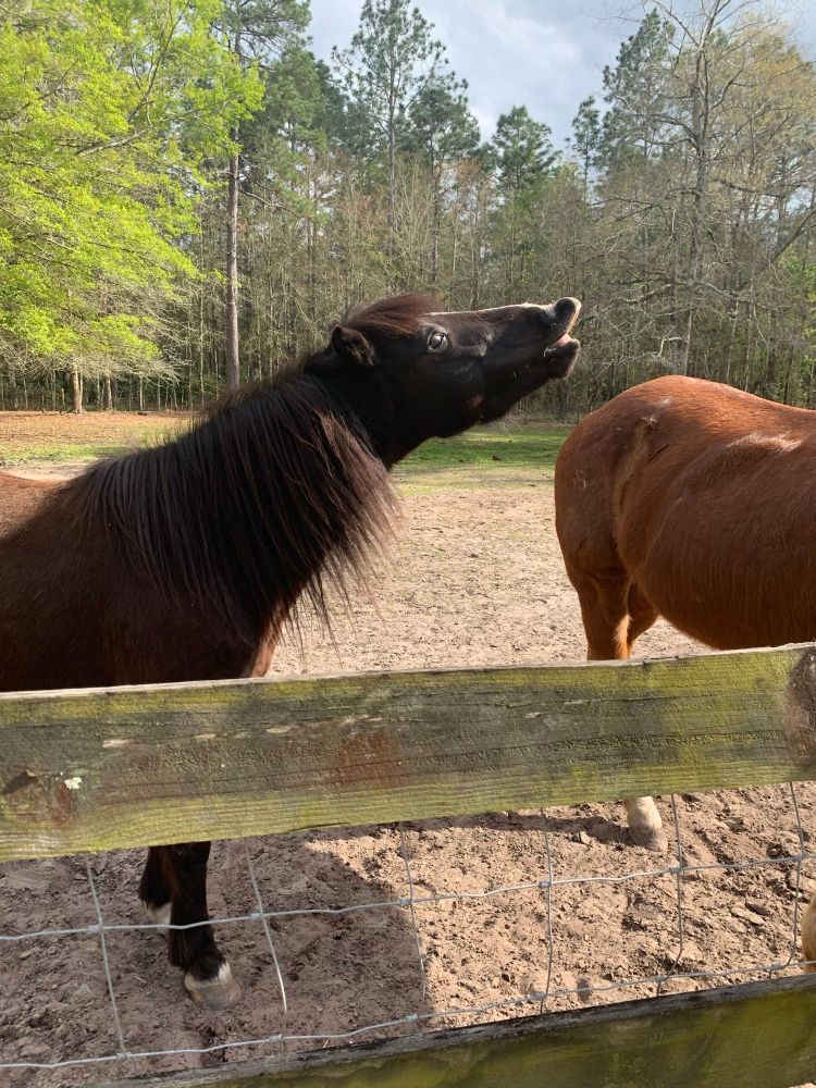 Friendly pony making a really silly face by curling her upper lip. It looks like she’s making a face at the quarter horse who is partially off screen