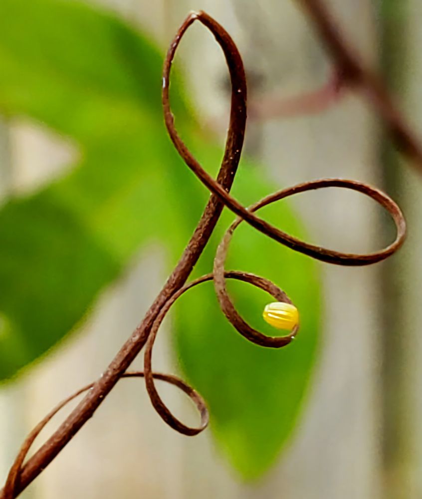 Tiny solitary butterfly egg. 
Egg is yellow with ridges and has been laid on a brown tendril of a vine. Soft background of green leaves.
The egg is from the Zebra Longwing butterfly. 