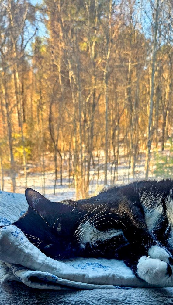 This photo captures a black and white tuxedo cat, peacefully drifting into dream, indoors on a soft, light-colored blanket in front of a window. The cat is shown in a close-up profile view, with its head resting on the blanket and paws visible in the foreground. The fur is primarily black with white patches on the face, chest, and paws. She has long white eyebrows and Whiskers. The background, visible through the window, showcases a sunlit, snowy, wooded landscape - our firstsnowfallthis season.. Bare trees with warm, golden-toned trunks and branches fill the frame, contrasting with the bright light and snow on the ground. The scene suggests a calm, cozy moment inside while winter is outside.
