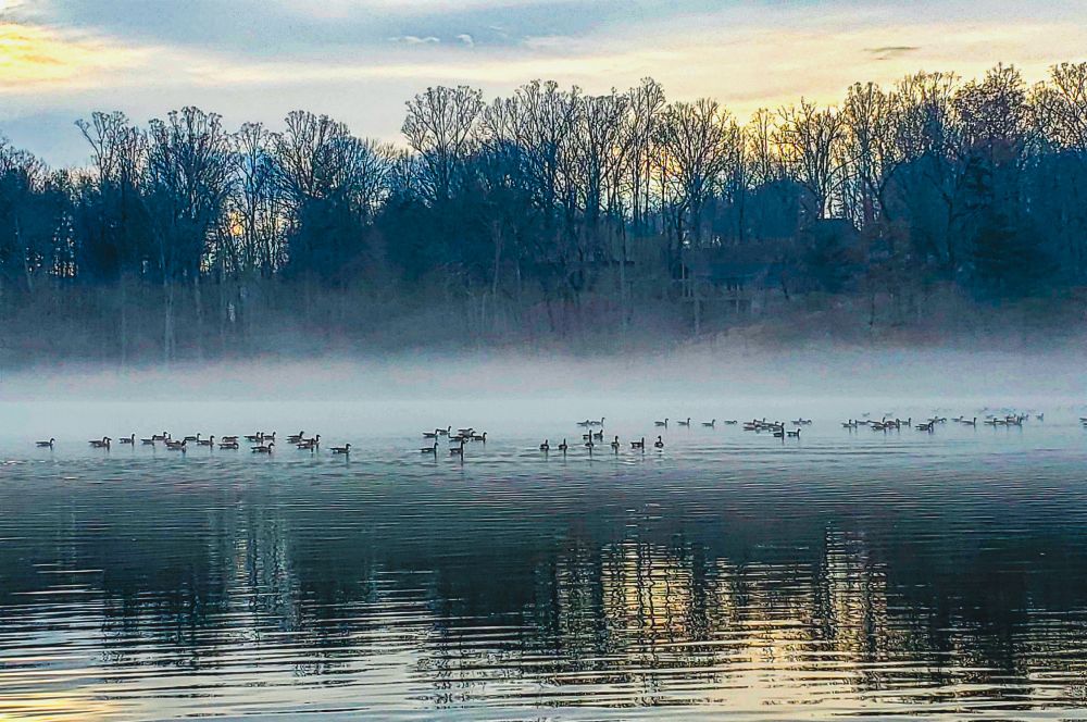 The photo captures a serene, misty morning  scene at a lake. The calm water reflects the light and the dark silhouettes of the trees on the far bank. Ripples are visible across the surface. A number of geese are gathered and swimming in groups on the :A bank of dense fog hangs low over the water and the distant shoreline. The background features a dense line of bare, dark trees.The sky above the trees has soft hues of yellow, orange, and blue.
