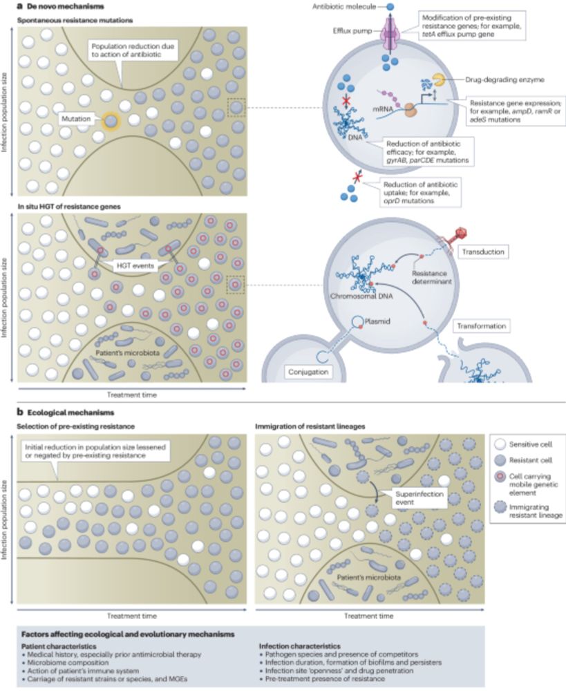 Ecological and evolutionary mechanisms driving within-patient emergence of antimicrobial resistance - Nature Reviews Microbiology