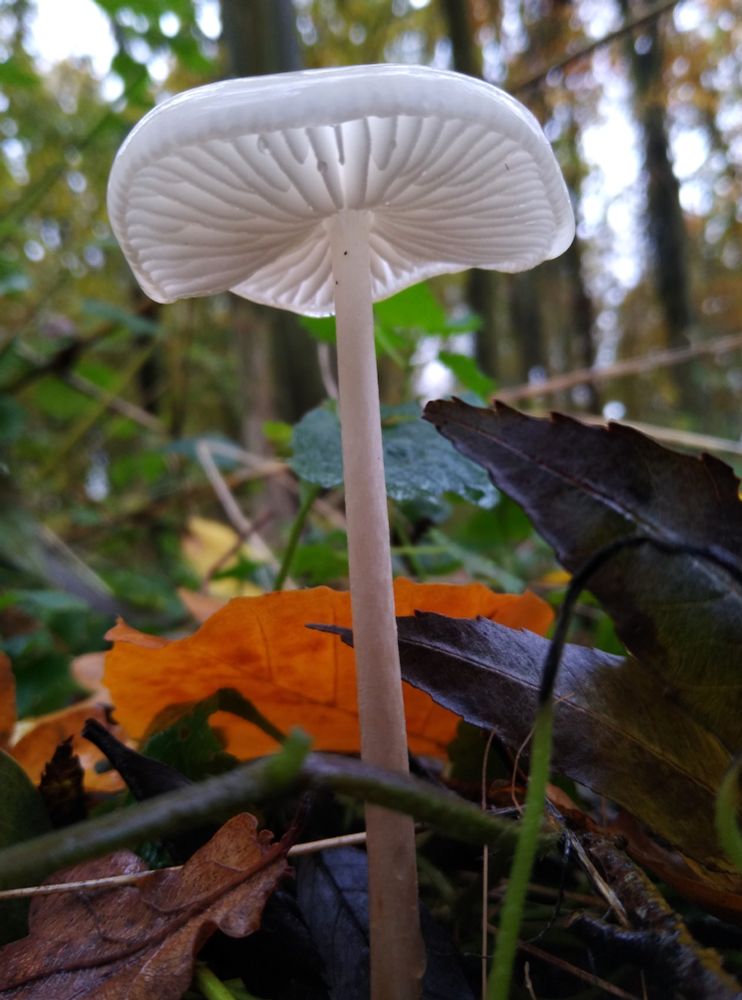 Rooting Shank (Hymenopellis radicata var alba)