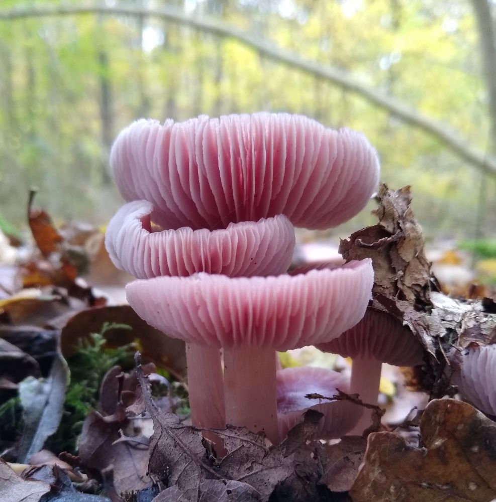 Rosy Bonnet (Mycena rosea)