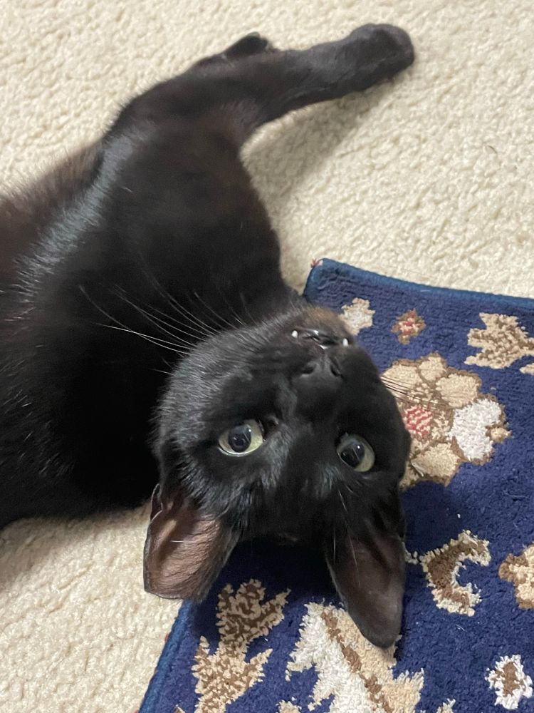 Teensy laying upside down showing her fangs