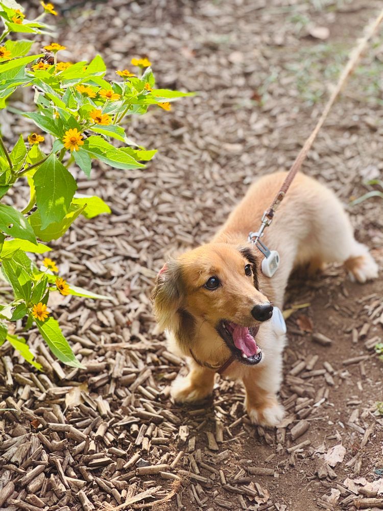 公園を散歩中のミニチュアダックスが、四肢を踏ん張り大きなあくびをしています。犬の横には小さな黄色の花が咲いています。