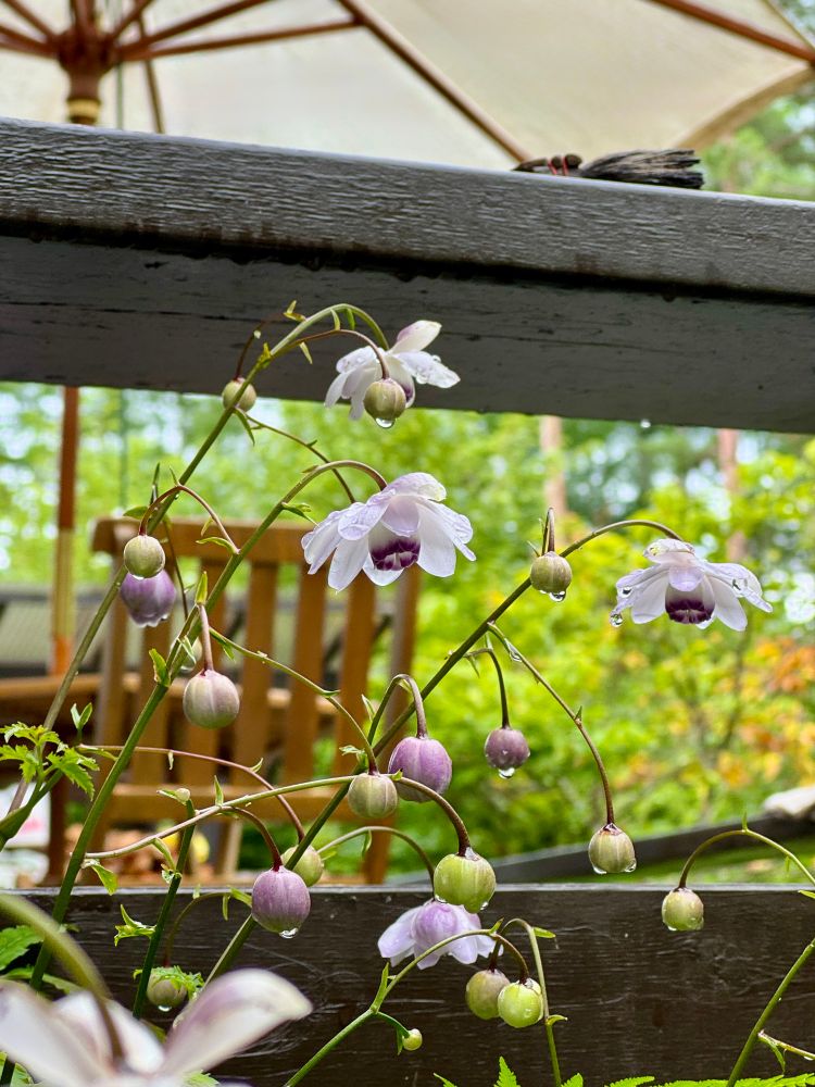 レンゲショウマの花の写真です。薄紫の花がうつむきがちに咲いています。